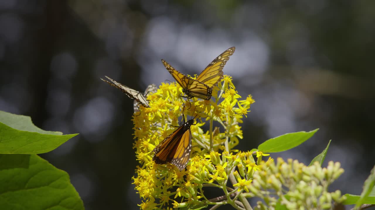 CLOSE UP SHOT OF MONARCH BUTTERFLIES IN MICHOACÁN MEXCIO