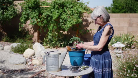 Eine-Schöne-Frau-Mittleren-Alters,-Die-Im-Garten-Arbeitet-Und-Eine-Tomate-In-Zeitlupe-Bei-Sonnenschein-Im-Hinterhof-Pflanzt