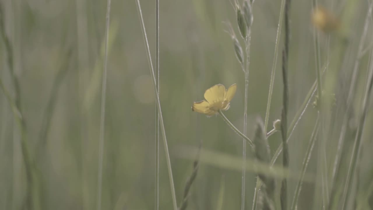 Smørblomsteng svajer i brisen.