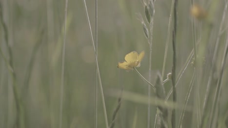 Pradera-De-Botones-De-Oro-Sopla-En-La-Brisa