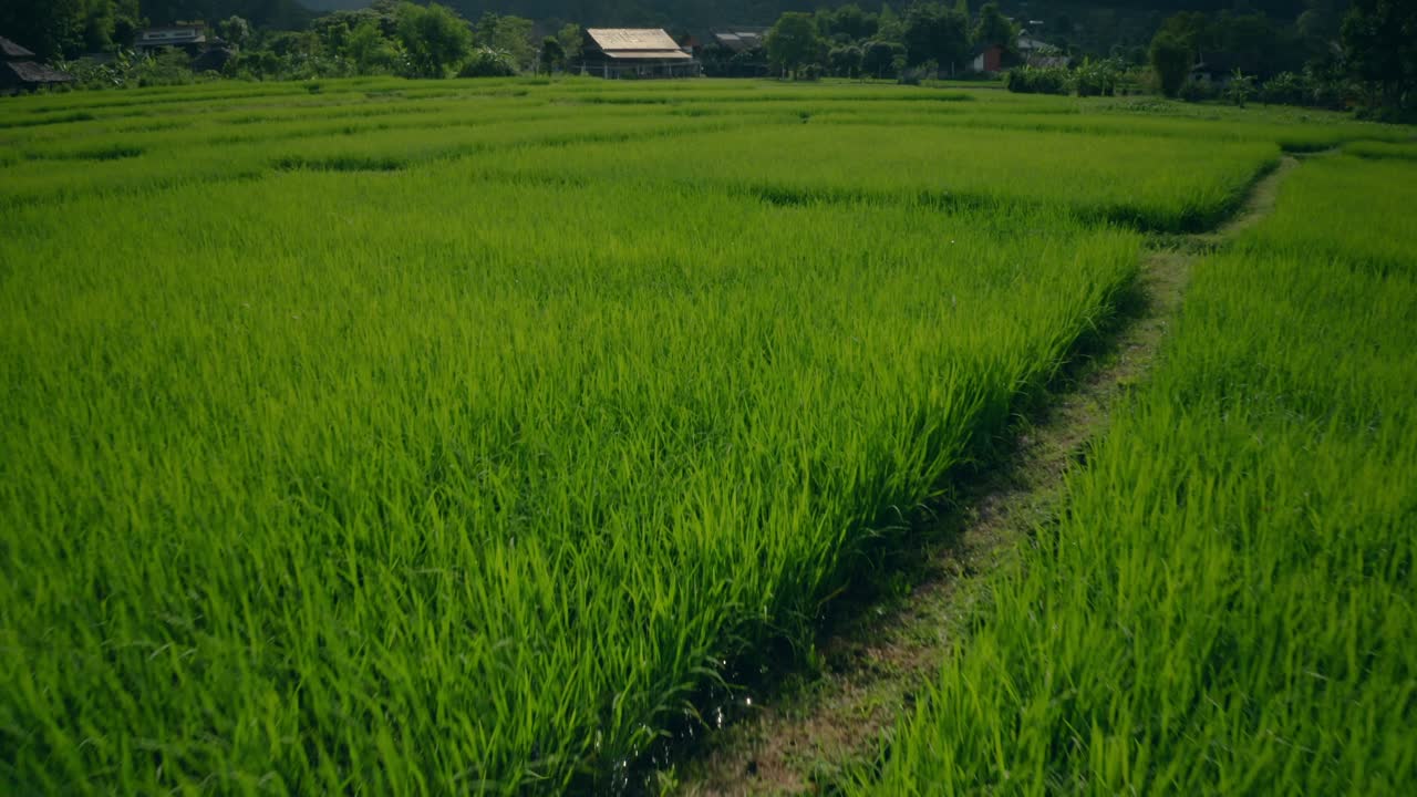arrozales en tailandia 02