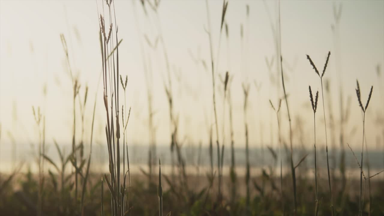 Close up shot of overgrown tall grass on a meadow, near the coastline and the ocean, on a sunny evening
