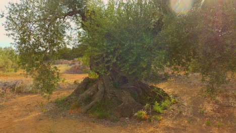 Detail-of-Ancient-historic-millenary-olive-tree-in-Castellon-Province,-Valencian-Community,-Spain