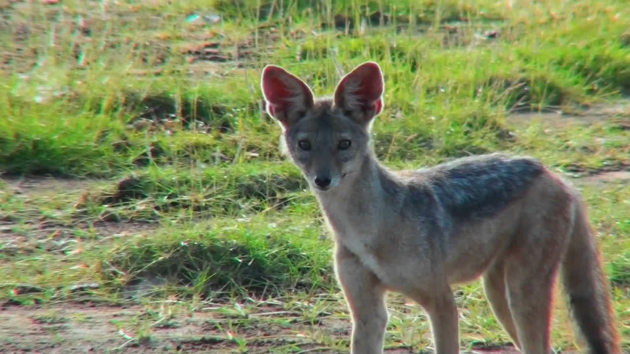 자칼이 신기하게 주위를 둘러본다