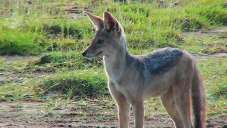 Un-Chacal-Mira-A-Su-Alrededor-Con-Curiosidad