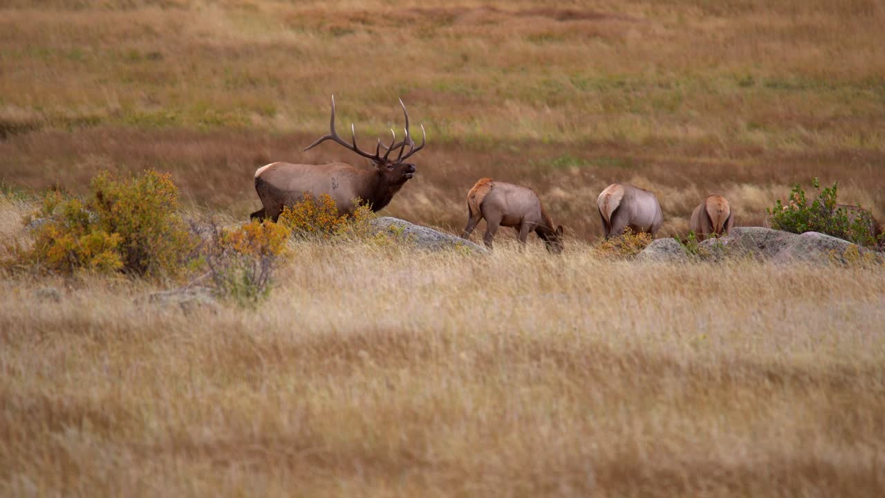alces toros durante la rutina de los alces del otoño de 2021 en estes park, colorado