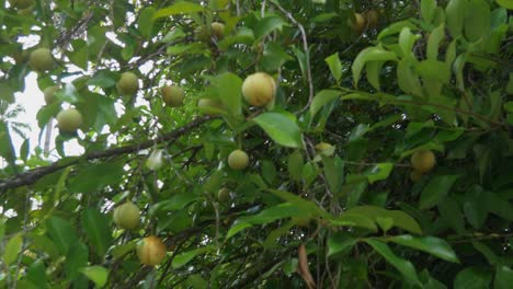 nutmeg fruit swaying in the wind on the tree on the spice island of grenada