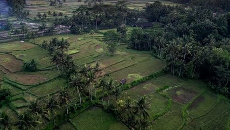 Los-Extensos-Campos-De-Arroz,-Besados-Por-La-Cálida-Luz,-Se-Extienden-Hacia-El-Majestuoso-Monte-Agung