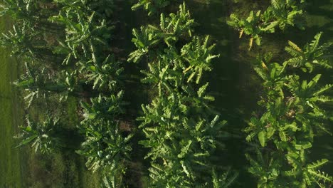 Aerial-view-of-a-banana-plantation