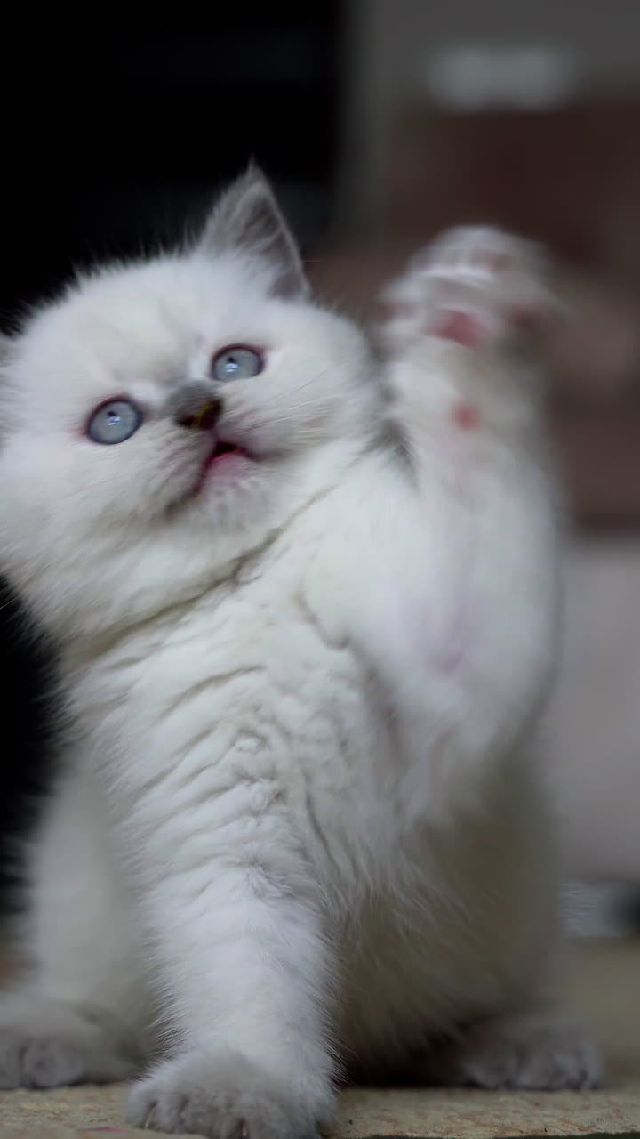 Cat playing in house. Small cat having fun in the room. Vertical video