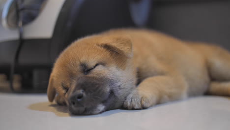 Pequeño-Cachorro-Shiba-Durmiendo-En-El-Suelo