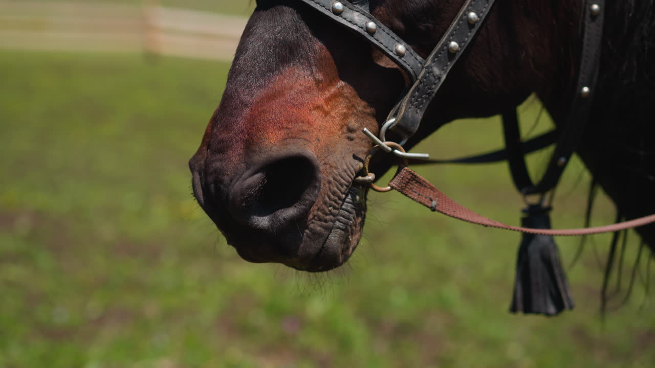 el hocico de un caballo marrón con arnés con remaches metálicos