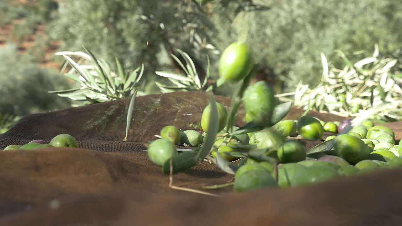 Close-up of green olives (low ripeness, early harvest) falling with leaves onto the harvesting blanket in the olive grove