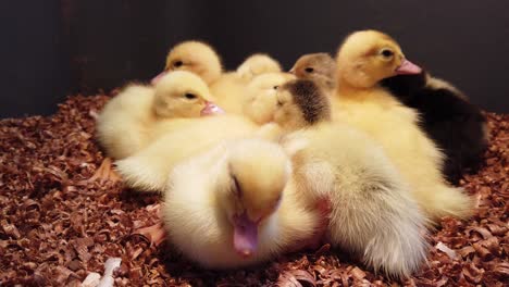 group of sleepy newborn ducklings fall asleep under heat lamp