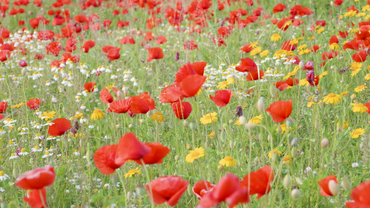 日の春の野生の花の草原