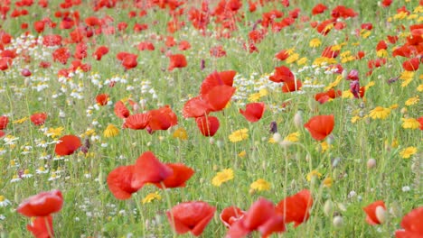 spring wild flowers meadow at day