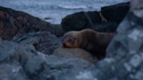 Neuseeländischer-Seebär,-Der-Sich-Im-Abendlicht-Der-Blauen-Stunde-Auf-Felsen-Am-Ufer-Entspannt