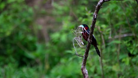 materials for nest building in the mouth then a butterfly flies by at the background, black-and-red broadbill, cymbirhynchus macrorhynchos, kaeng krachan national park, thailand