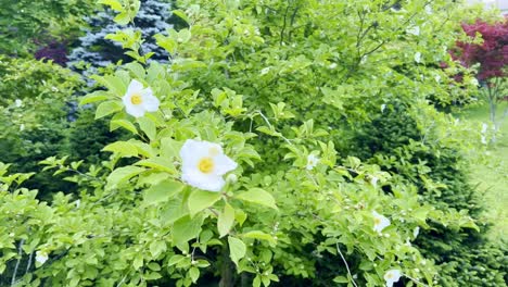 stewartia in bloom near boone north carolina