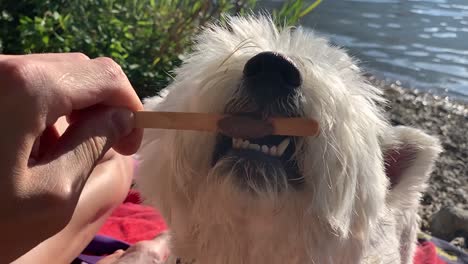 dog biting ice cream on the wooden stick with its small teeth in slow motion