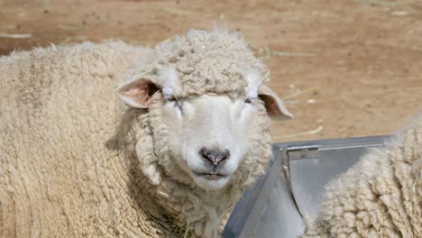 Nahaufnahme-Von-Wolligen-Schafen,-Die-Auf-Einer-Farm-In-Seoul-In-Die-Kamera-Blicken