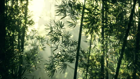 Leaves-of-bamboo-in-the-smokes