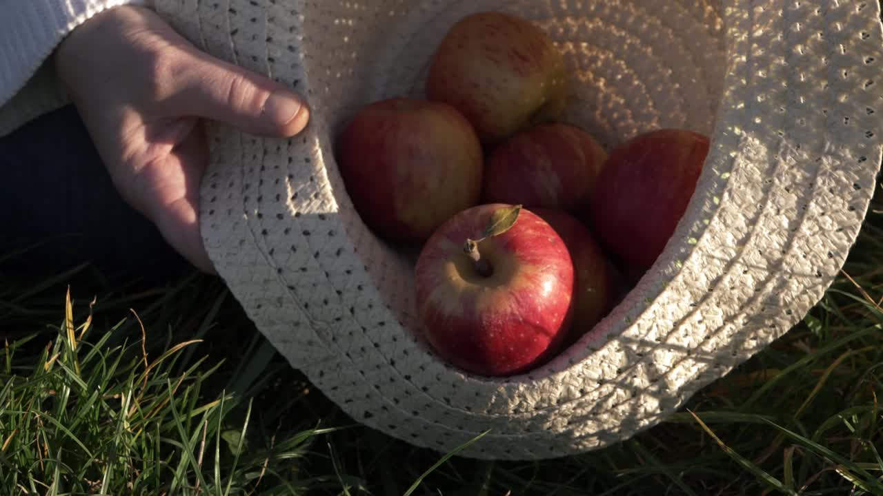 Hands putting red apples into a straw hat close up shot
