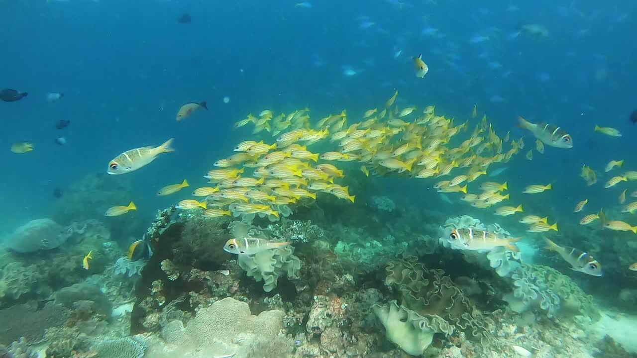 banco fascinante de pargos amarillos sobre un arrecife de coral tropical