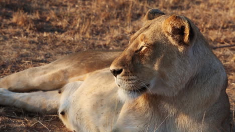 Peaceful-lioness-basking-in-the-hot-morning-sun