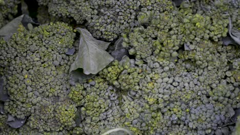 fresh broccoli on display for sale at free fair