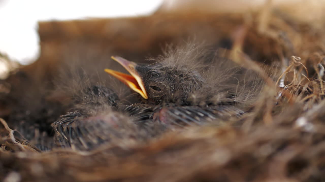 White wagtail, motacilla albas, bird chicks in a nest waiting to be fed