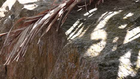 hojas secas en una roca grande con luz solar y sombra