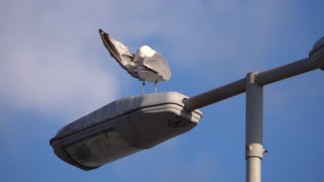 Möwe-Wischt-Ihre-Flügel-An-Einem-Laternenpfahl-In-Der-Stadt-Ab