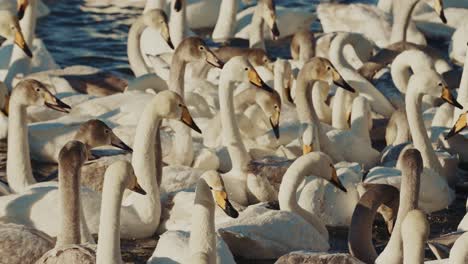 flock of swans