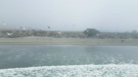 flying through flock of seagulls on a cloudy day along the sonoma coast bodega bay, california