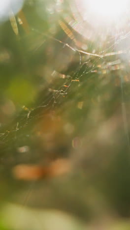 elegant web with small spider at light blowing wind blurry view slow motion. probe lens footage of amazing wild fauna on sunny day macro view