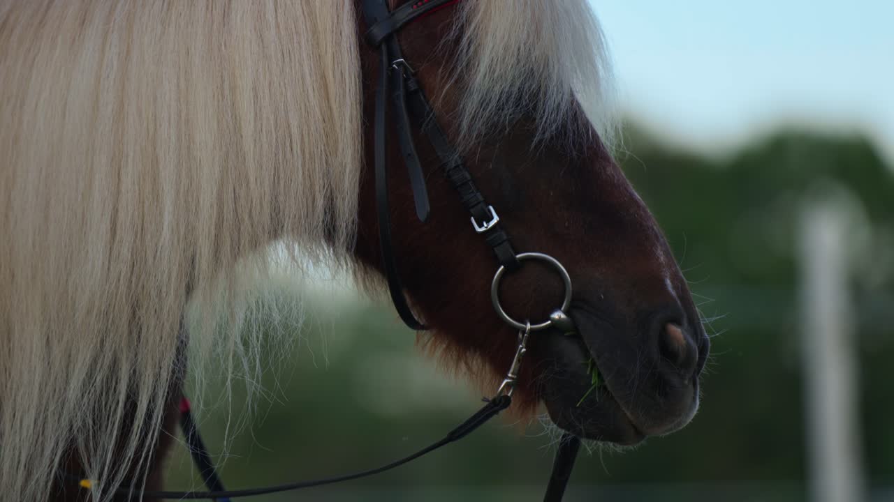 pony marrón con pelo blanco masticando hierba en cámara lenta al aire libre - vista lateral