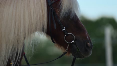 Braunes-Pony-Mit-Weißem-Haar,-Das-Gras-In-Zeitlupe-Im-Freien-Kaut---Seitenansicht