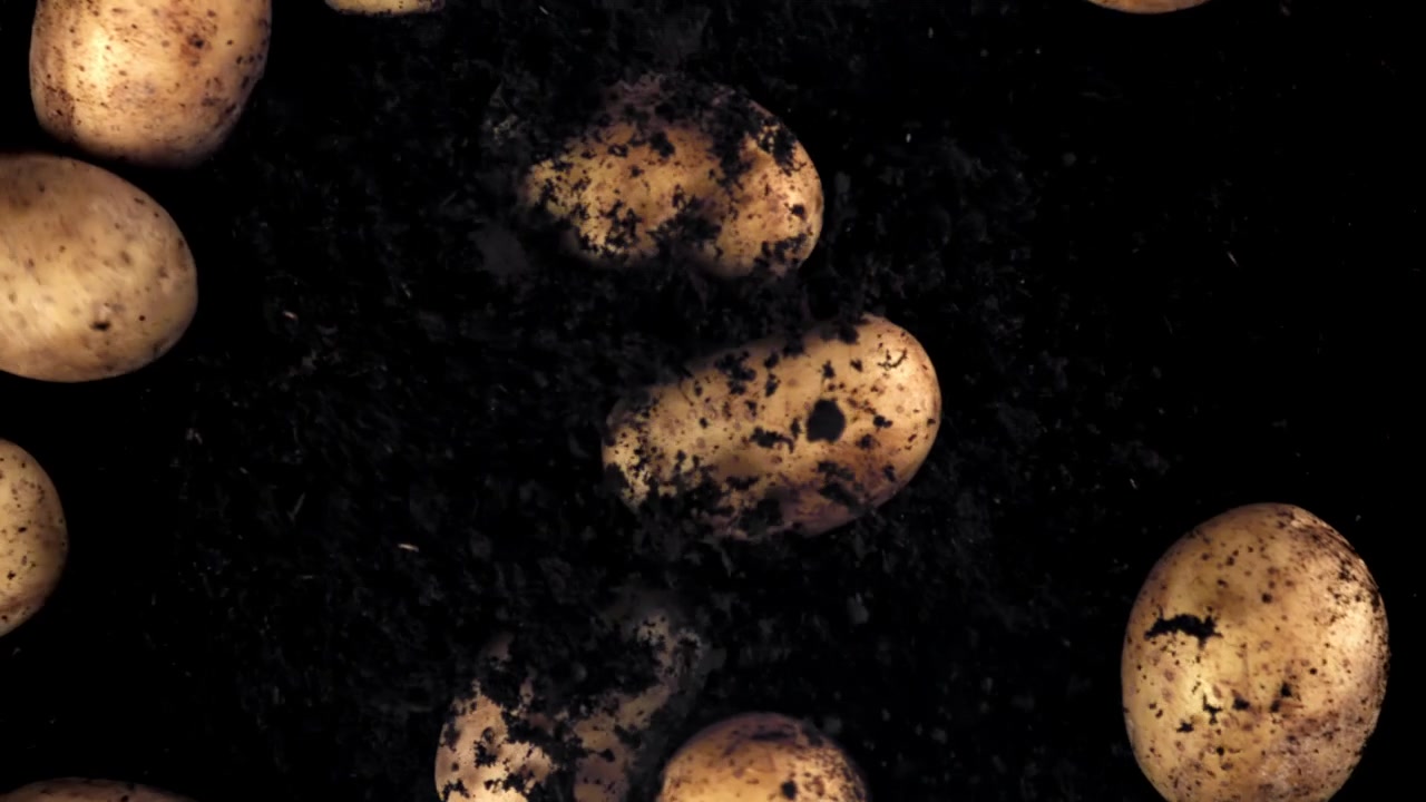 Patate fresche che emergono dal terreno scuro