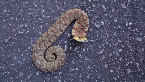 Medium-close-up-looking-down-at-an-Eastern-Hognose-snake,-Heterodon-platirhinos,-as-it-reacts-to-a-perceived-threat-by-flattening-its-neck-and-opening-its-mouth,-and-moving-its-body