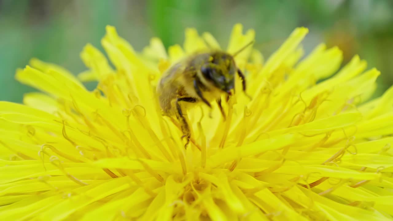 Uma abelha empoleirada em uma flor de dente-de-leão sugando néctar