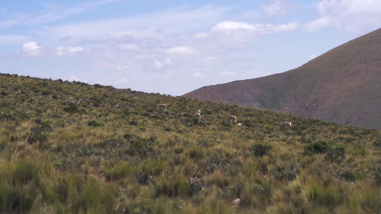 vicuñas salvajes pastando en las montañas de los andes, mostrando la belleza natural y la vida silvestre de la región