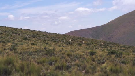 Vicuñas-Salvajes-Pastando-En-Las-Montañas-De-Los-Andes,-Mostrando-La-Belleza-Natural-Y-La-Vida-Silvestre-De-La-Región.