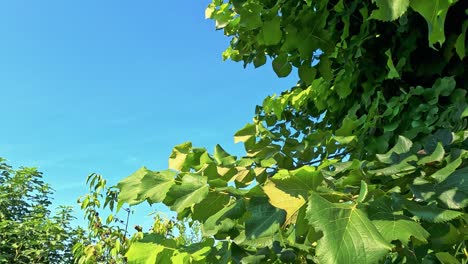 lush green leaves under a clear blue sky