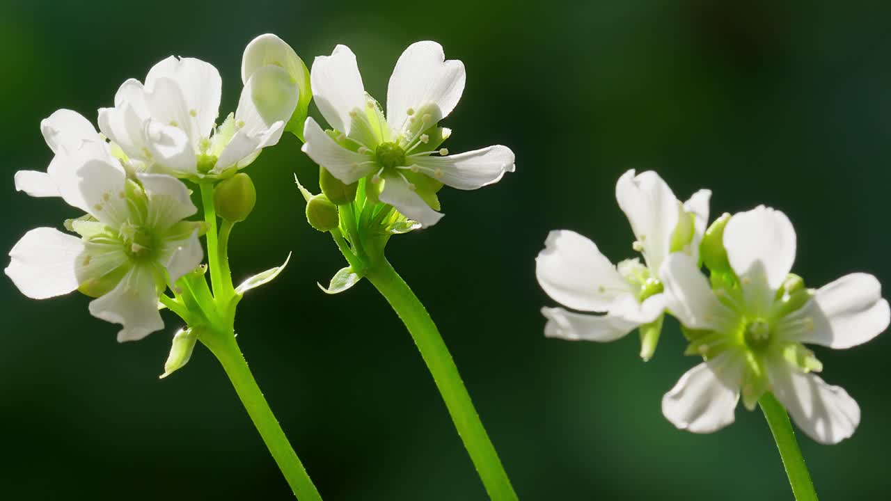 flores y tallos de la trampa de moscas de venus. dionaea muscipula