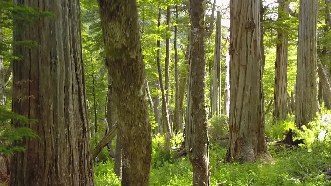 levantamiento aéreo en medio de un bosque de alerces rodeado de montañas cubiertas de vegetación, el bolsón, patagonia argentina