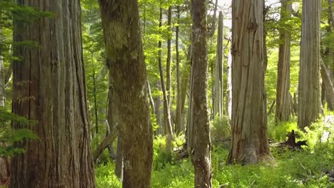 aerial rising in the middle of a larch forest surrounded by mountains covered in vegetation, el bolsón, patagonia argentina