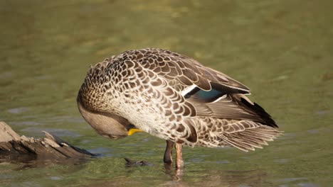 Yellow-billed-duck-preens-ruffled-chest,-wing,-and-tail-feathers-on-river-log