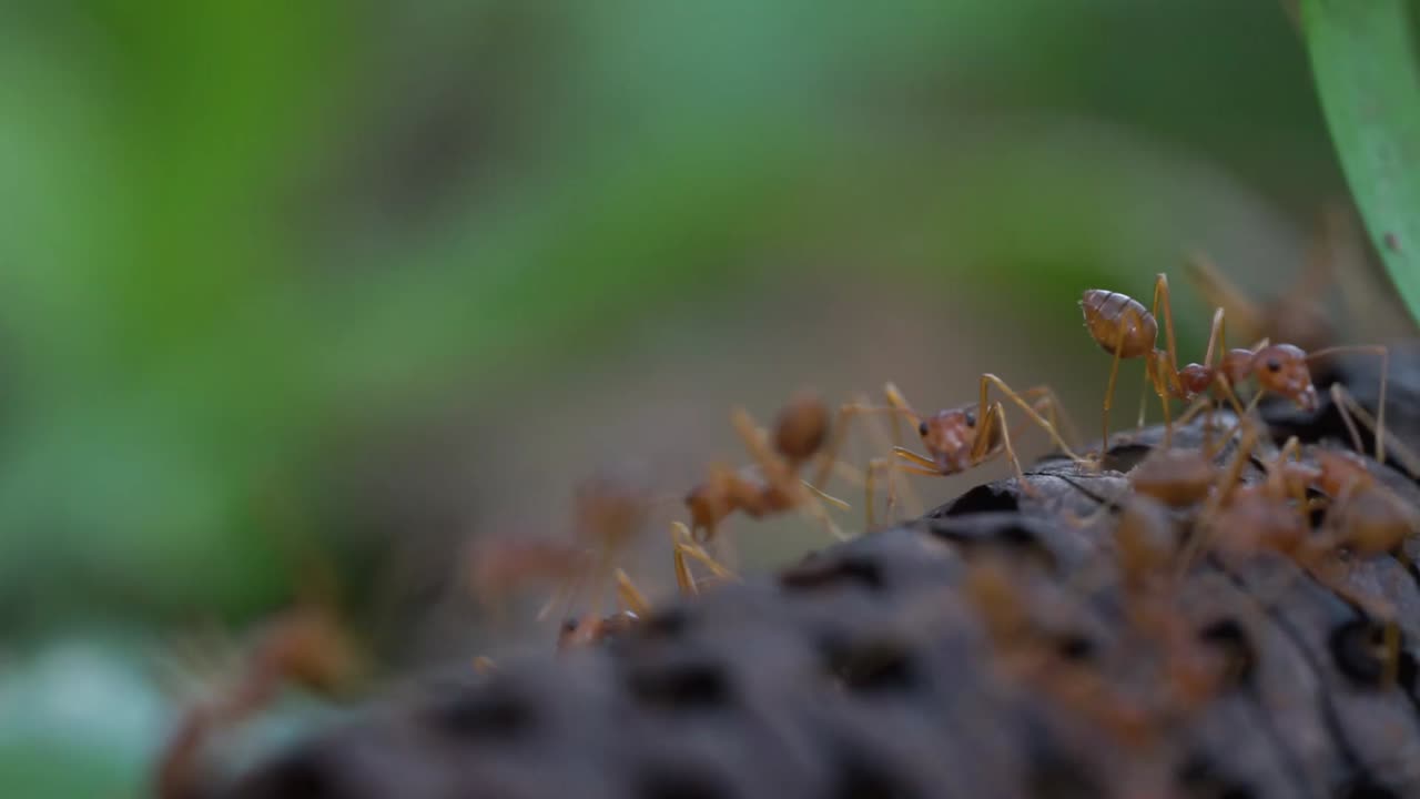 Ants wondering around the forest floor looking for food to store