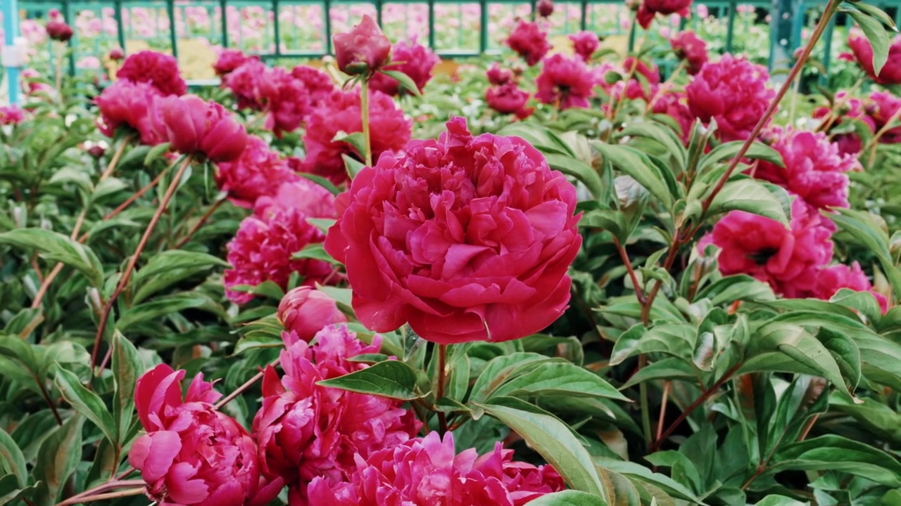 Un plan fixe en plongée cadrant une parcelle vibrante de pivoines herbacées rouge cramoisi en pleine floraison, poussant densément le long d'une clôture de sécurité verte au Jardin Botanique du site Sui-Tang à Luoyang